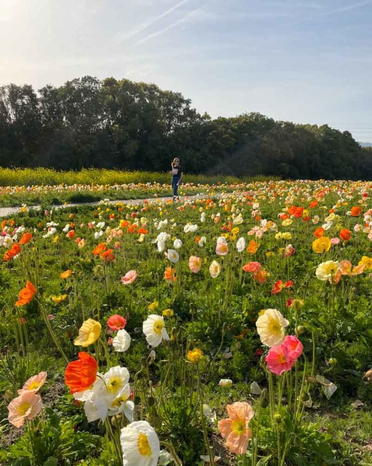 🌳 모토하마 녹지(元浜緑地) 이미지 8